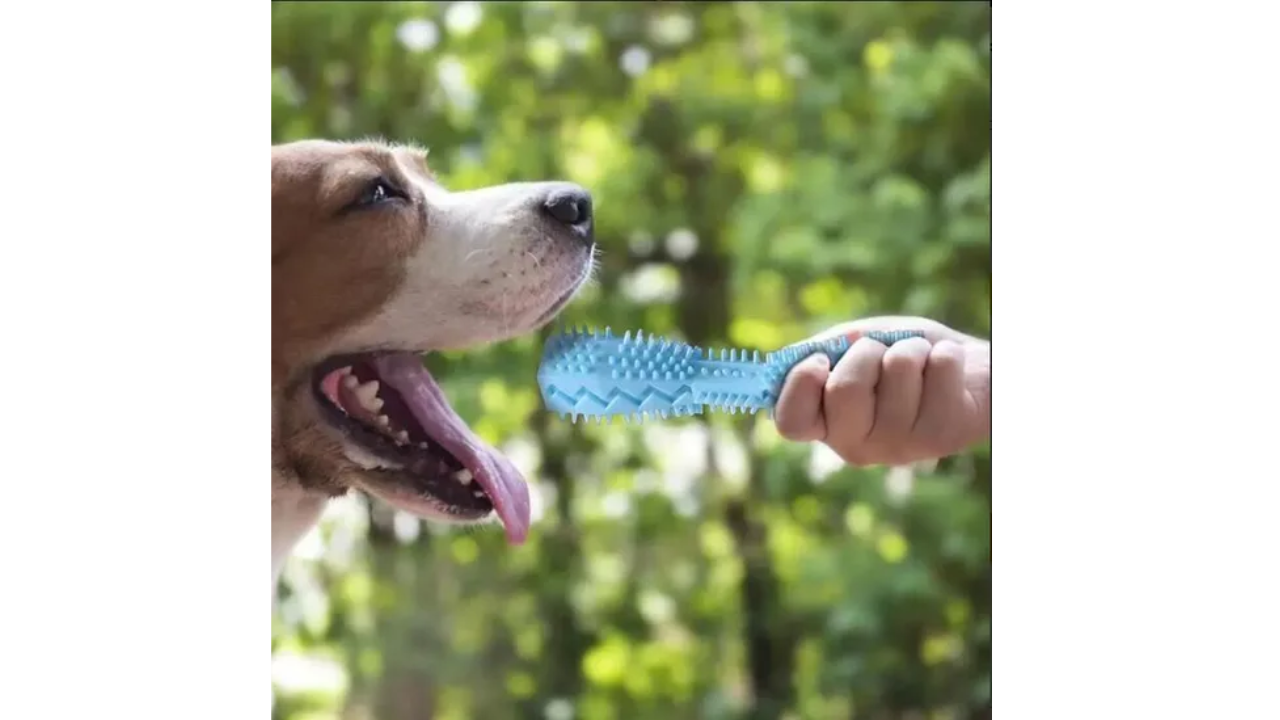 Cactus Interactive Dog Chew Toy – Rubber Toothbrush & Treat Dispenser