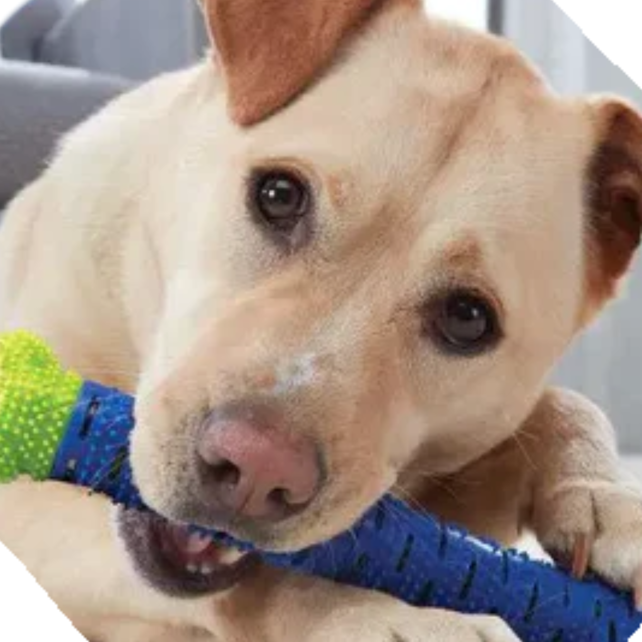 Dog Tooth Grinding Stick Cleaning Massager