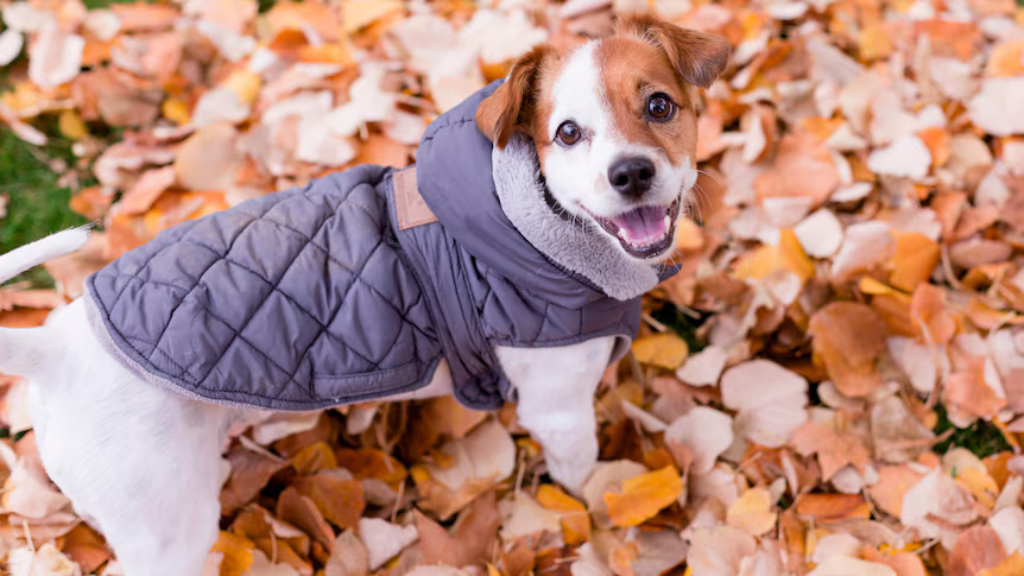 Dog Apparel