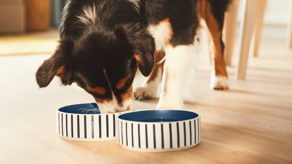 Dog Bowls, Feeders & Waterers