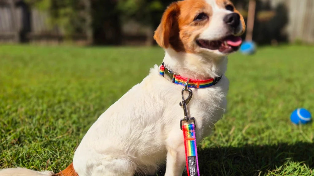 Dog Collars, Leads & Harnesses