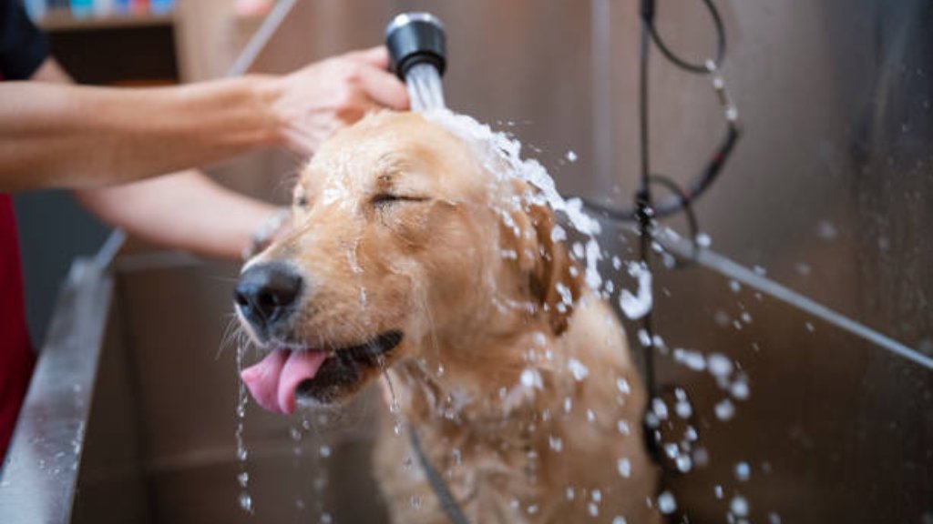 Dog Grooming Supplies