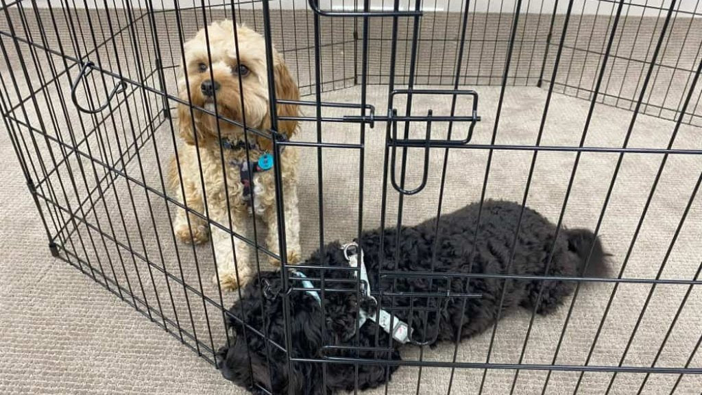 Dog Playpens & Gates