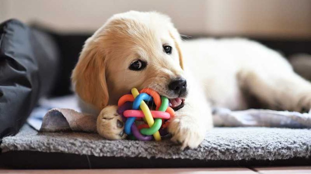 Dog Toys