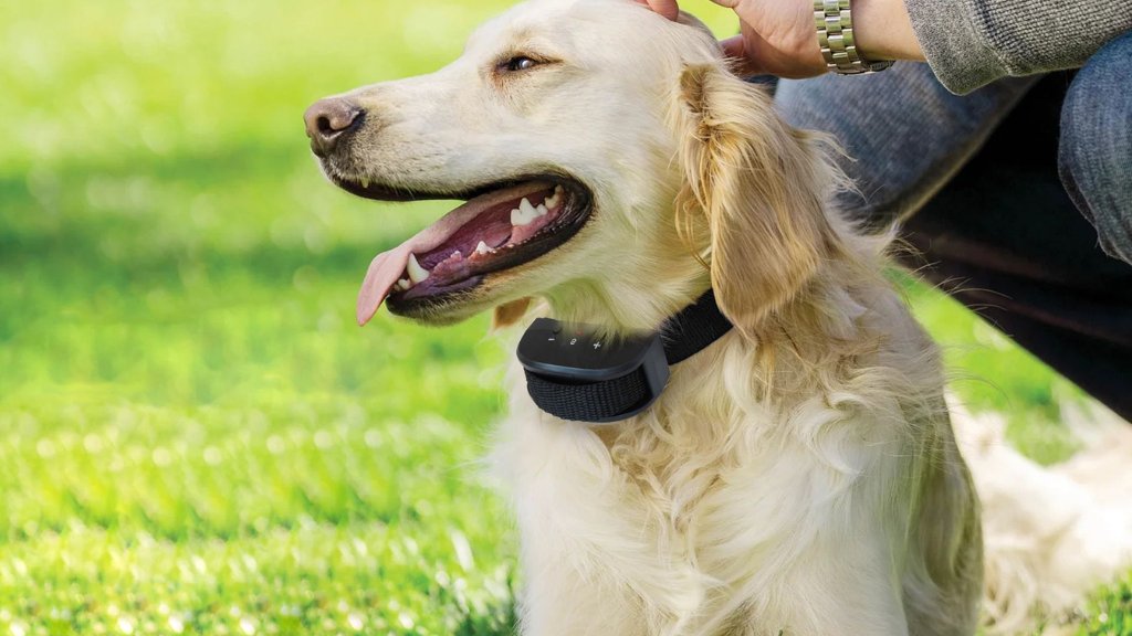 Dog Training Aids