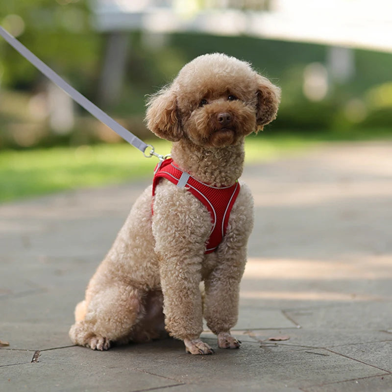 Dog Adjustable Harness & Leash Set