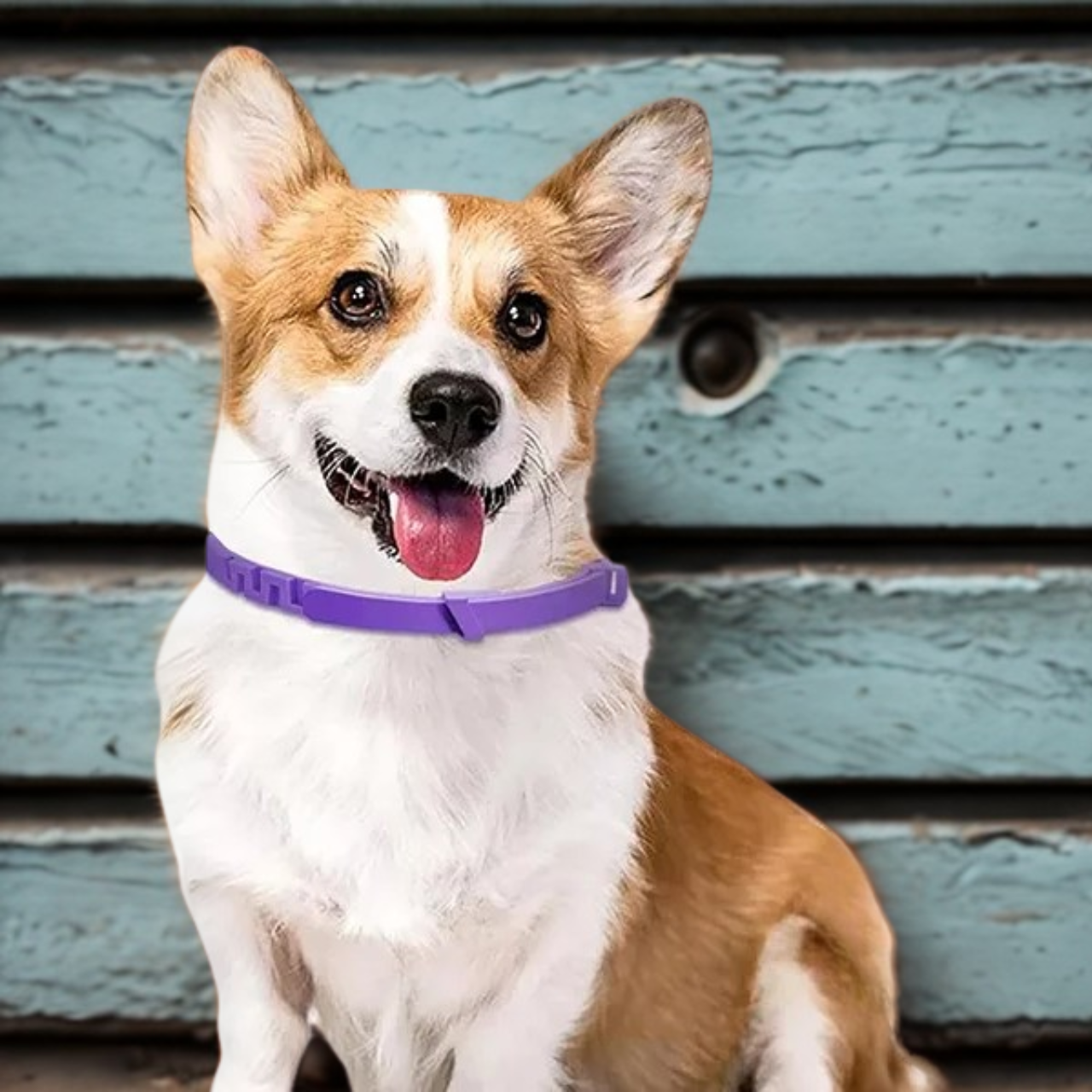 Dog Flea & Tick Collar – Adjustable, Calming, Anxiety-Relief Collar for Small to Medium Dogs