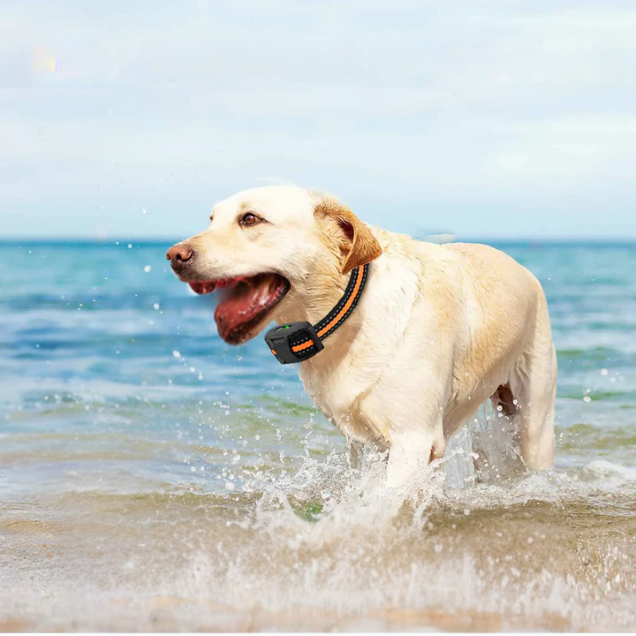 Dog Training Collar - Remote Control Waterproof Pet Behaviour
