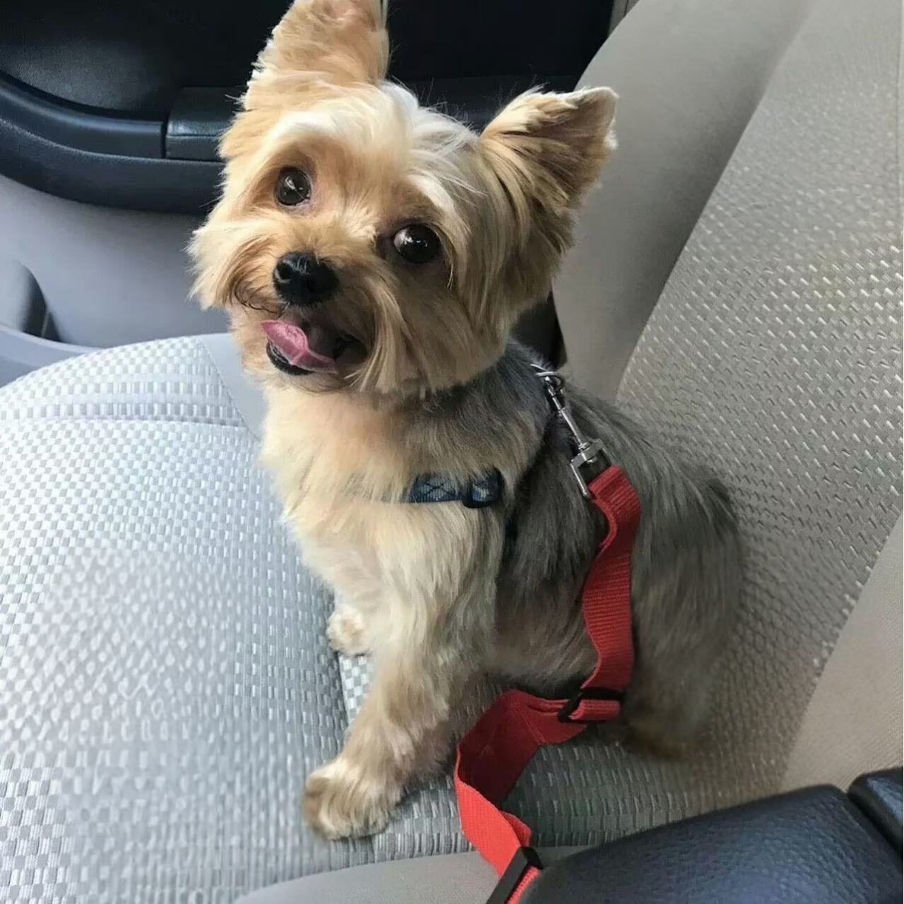 Pet Car Seat Belt – Dog & Cat Safety Harness