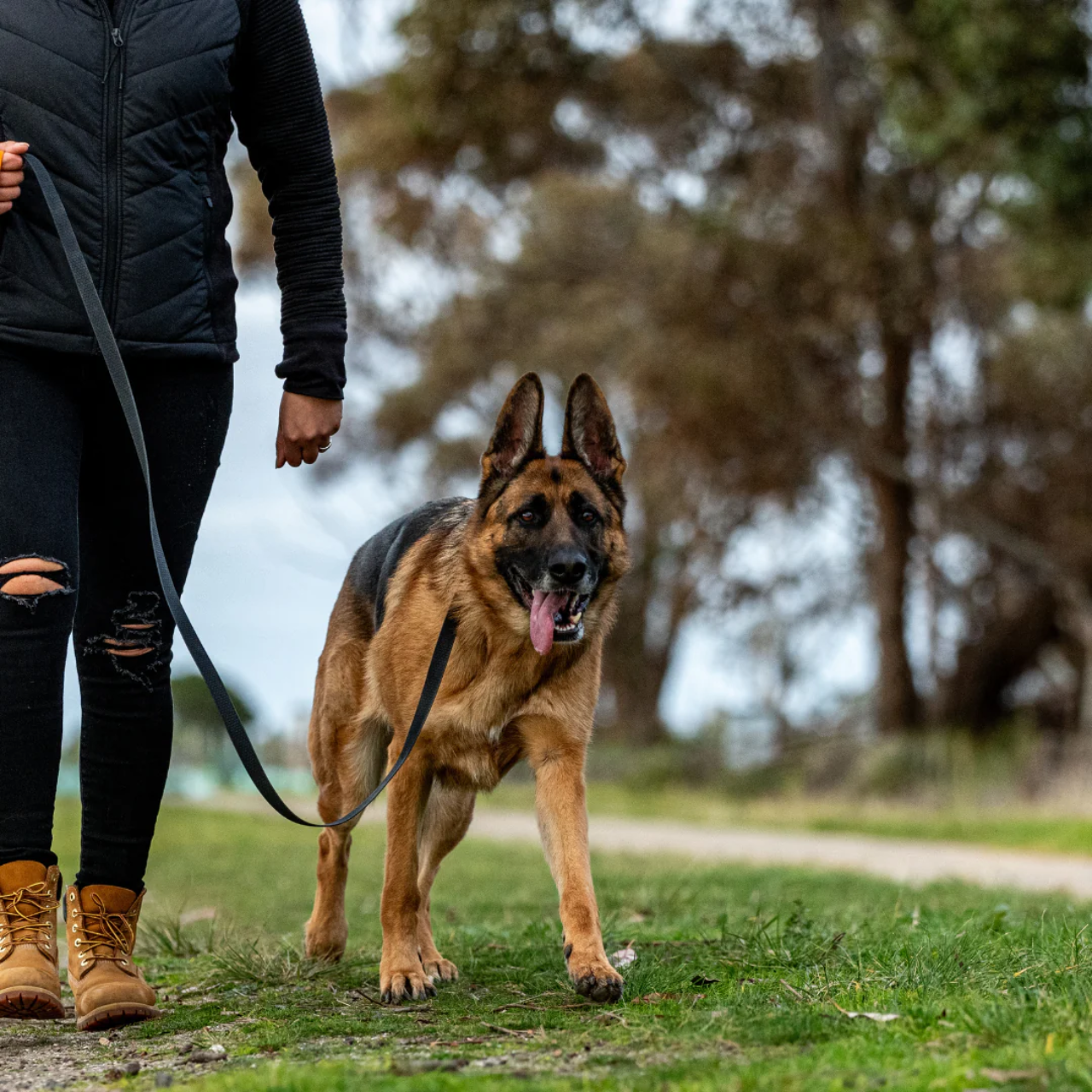 Dog Leash – 3m/5m Nylon Rope for All Dog Sizes, Durable Retractable