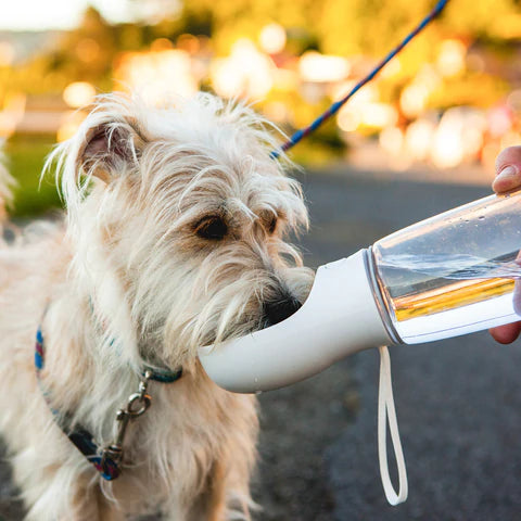 Portable Dog Water Bottle – Durable Travel Bowl for Small & Large Dogs, Leakproof
